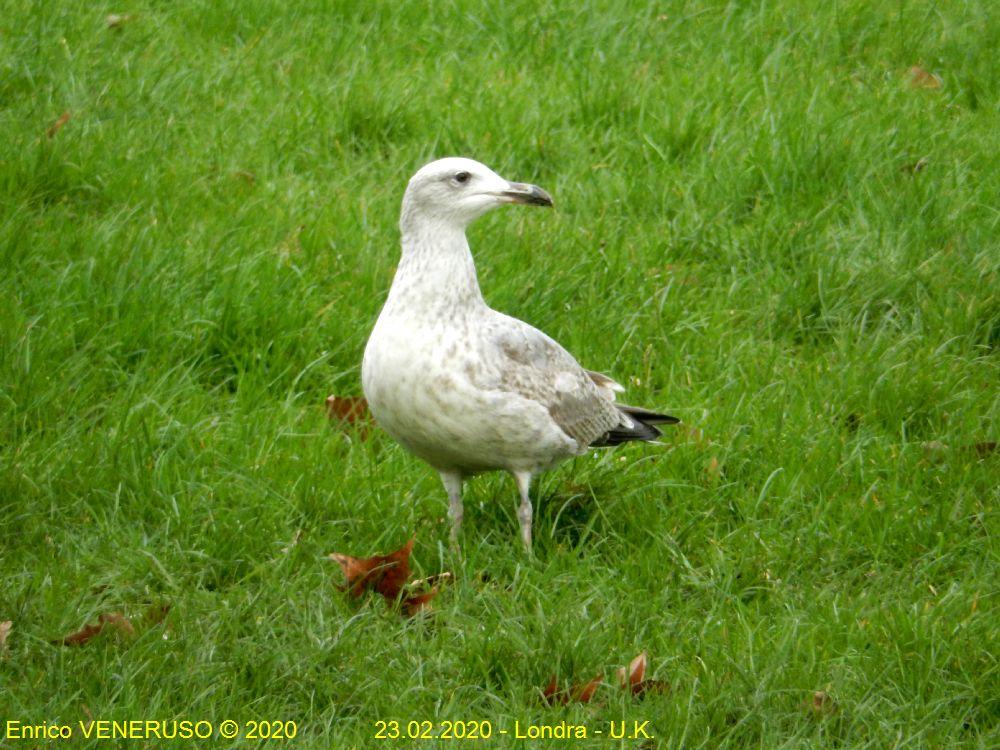 31 - Il gabbiano ha perso la rotta -The seagull has lost its way